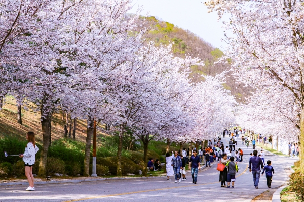 비발디파크가 2019 벚꽃 축제를 마련했다. 왕벚나무 등이 절정에 이를 것으로 전망돼 봄 나들이객에게 큰 인기를 끌 것으로 기대된다.