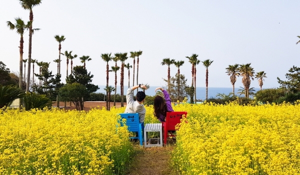 제주의 절경을 만끽할 수 있는 대명 샤인빌리조트 유채꽃 밭에서 연인들이 사진촬영을 하고 있다.