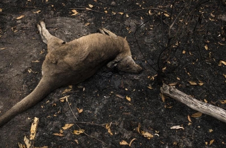 지난해 9월 발발한 호주 산불로 캥거루 등 야생동물 10억 마리 이상이 죽었다. (출처: 그린피스).