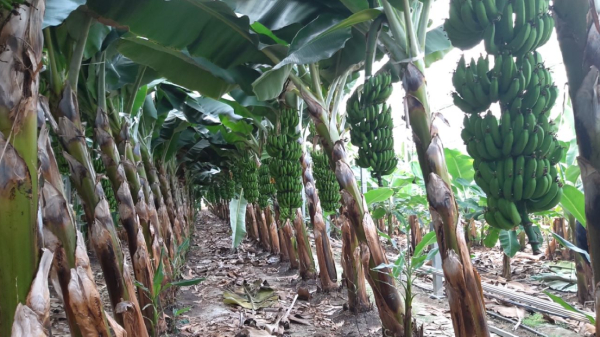 전남의 바나나 작목반 전경.(사진제공 : 전남도)
