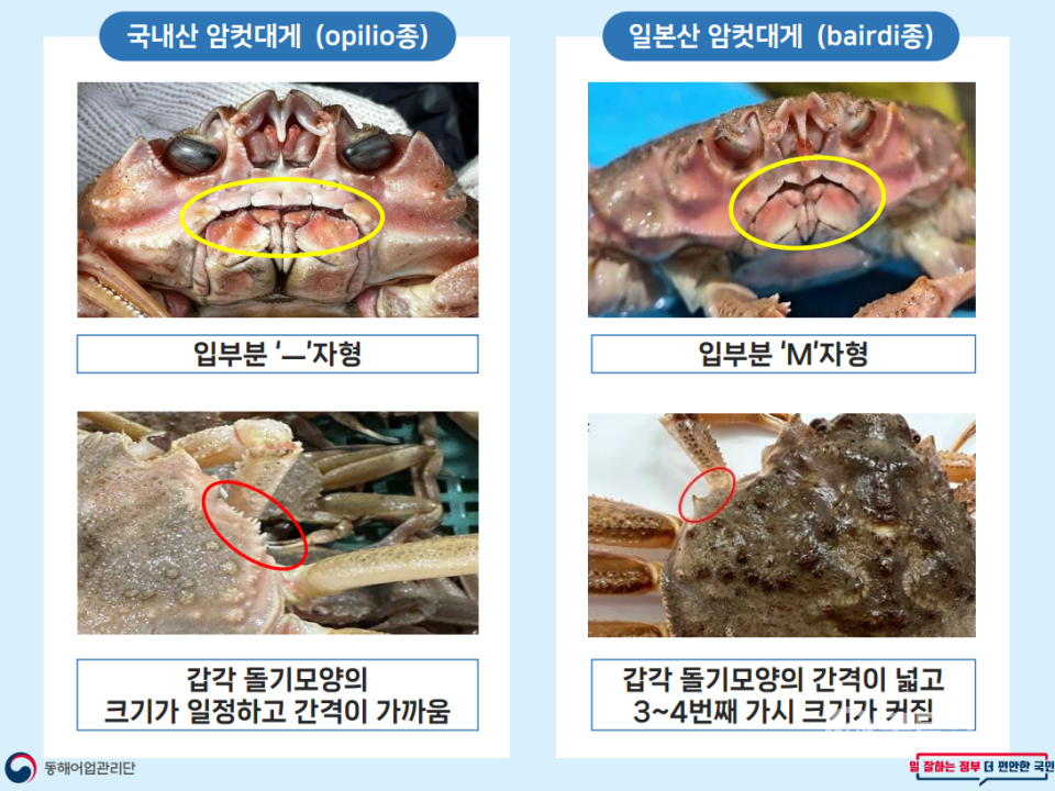 국내산, 일본 수입산 암컷대게 구별법 카드뉴스.(사진_해수부)