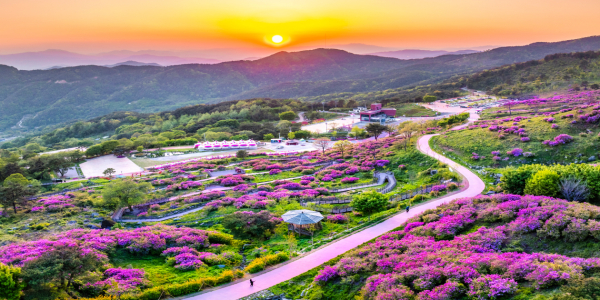 경남 산천 황매산 철쭉제.
